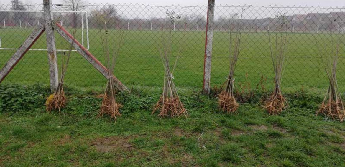 Нове саднице за нашу школу